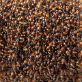 2mm Hessonite Garnet microfaceted round Black Gold Dangling Chain by the foot
